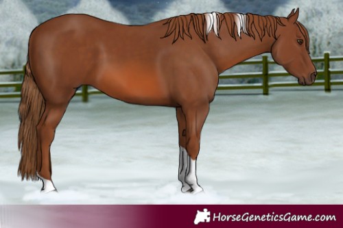 Horse Color:Chestnut Tobiano Rabicano 