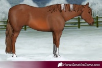 Horse Color:Chestnut Tobiano Rabicano 