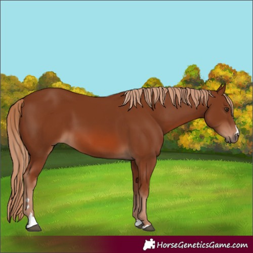 Horse Color:Chestnut 