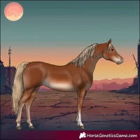 Horse Color:Chestnut Tobiano 
