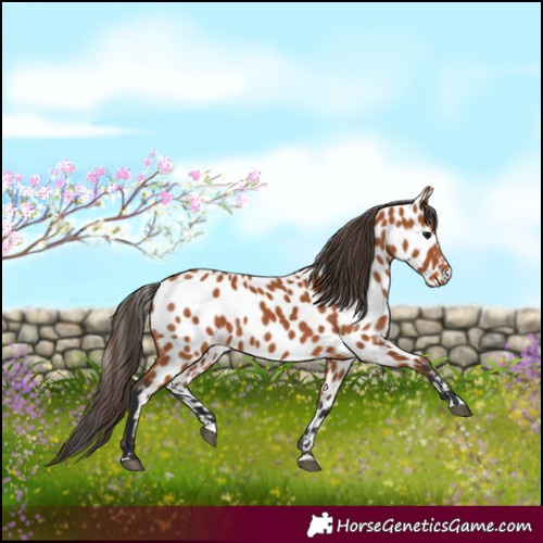 Horse Color:Bay Leopard