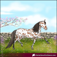 Horse Color:Bay Leopard
