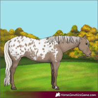 Horse Color:Silver Grullo Appaloosa 