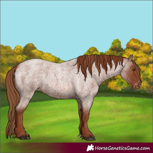 Horse Color:Red Roan Varnish
