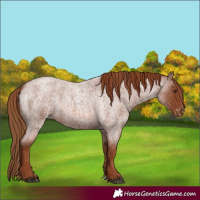 Horse Color:Red Roan Varnish 