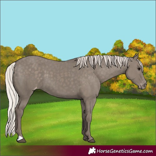Horse Color:Silver Grullo Appaloosa 