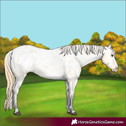 Horse Color:Buckskin Dun Blanket 