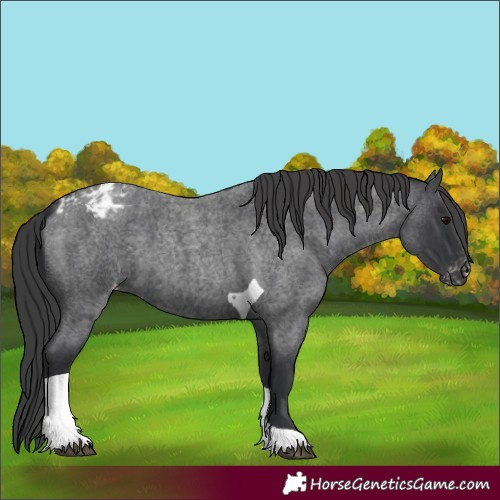 Horse Color:Blue Roan Tobiano Blanket 