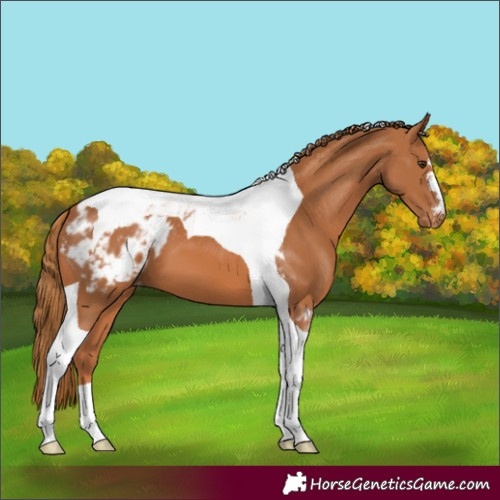 Horse Color:Chestnut Tobiano Appaloosa