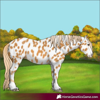 Horse Color:Palomino Appaloosa 