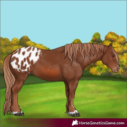 Horse Color:Chestnut Appaloosa