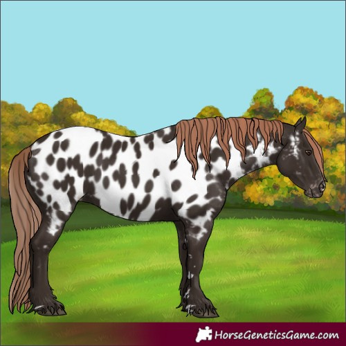 Horse Color:Liver Chestnut Near Leopard 