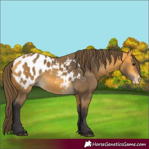 Horse Color:Buckskin Blanket