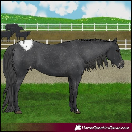 Horse Color:Black Appaloosa 