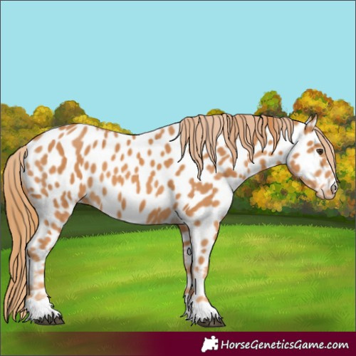 Horse Color:Chestnut Appaloosa