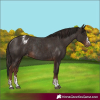 Horse Color:Liver Chestnut Varnish  and Liver Chestnut Varnish Rabicano 