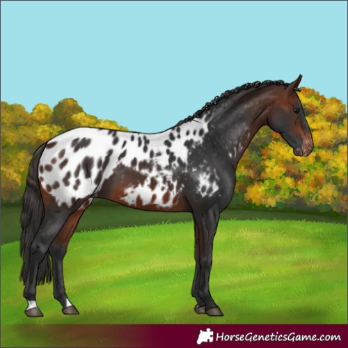 Horse Color:Bay Appaloosa 