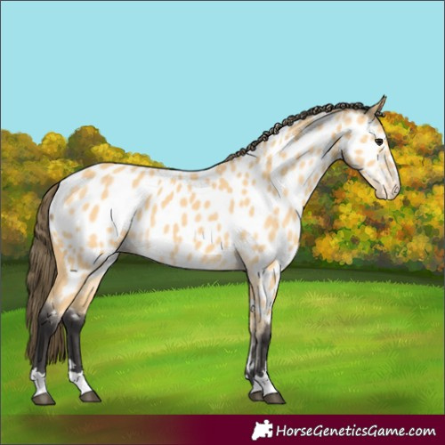 Horse Color:Buckskin Appaloosa 