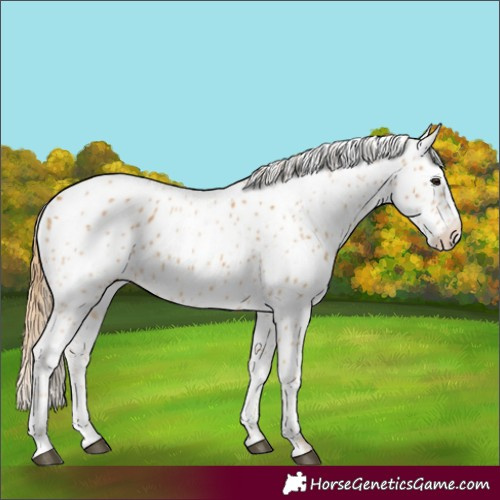 Horse Color:Chestnut Appaloosa 