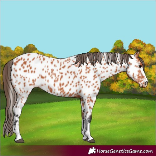 Horse Color:Bay Near Leopard 