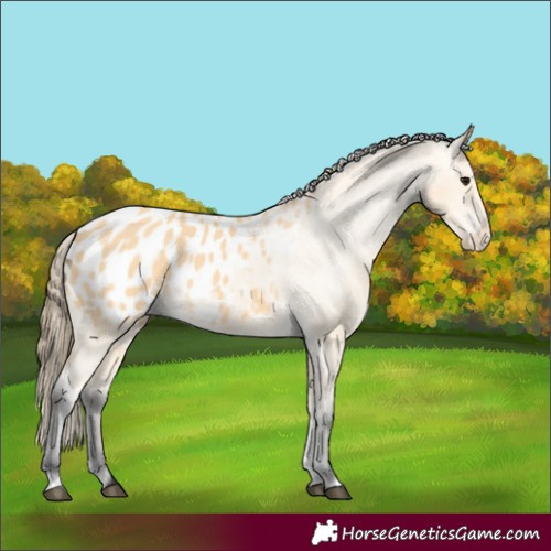 Horse Color:Buckskin Blanket 