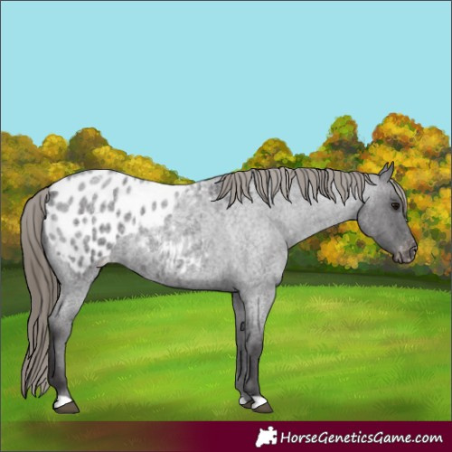 Horse Color:Smoky Blue Roan Blanket 