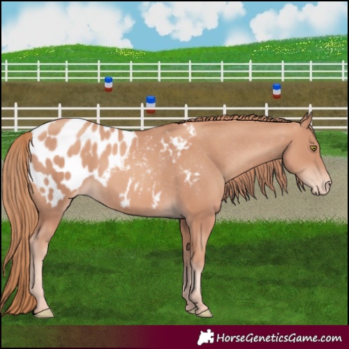 Horse Color:Gold Champagne Appaloosa Rabicano 