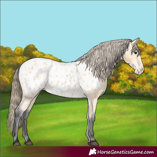 Horse Color:Buckskin Appaloosa 