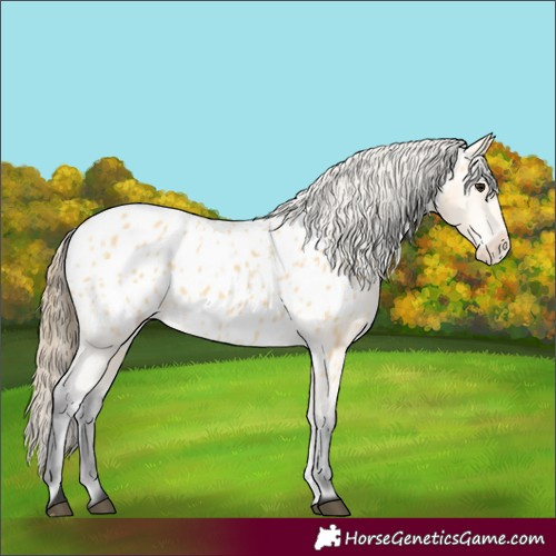 Horse Color:Buckskin Near Leopard 