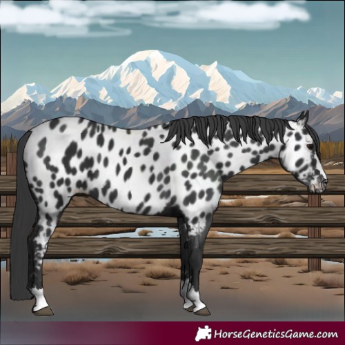 Horse Color:Black Appaloosa 
