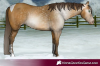 Horse Color:Gray Amber Cream Champagne Tobiano Appaloosa 