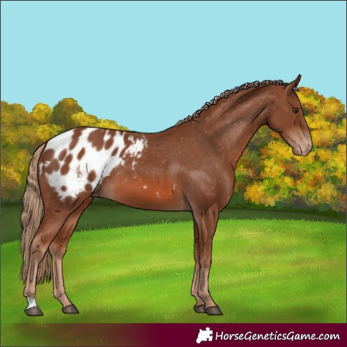 Horse Color:Chestnut Blanket 