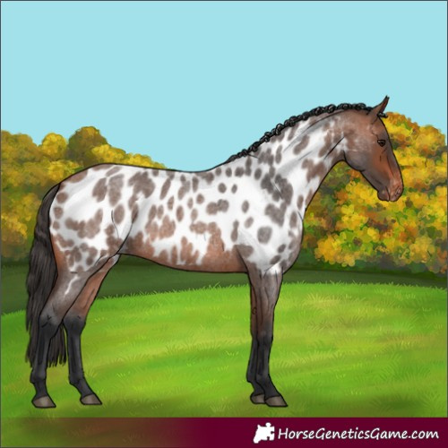 Horse Color:Bay Roan Appaloosa 