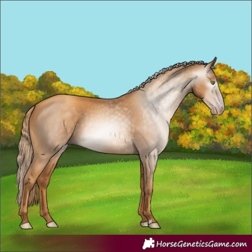 Horse Color:Gray Gold Champagne 