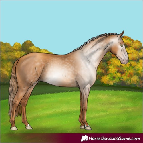 Horse Color:Gray Gold Champagne 