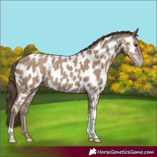 Horse Color:Classic Champagne Tobiano Appaloosa Rabicano 