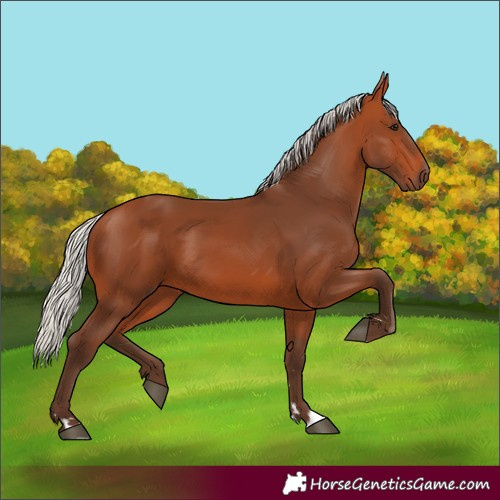 Horse Color:Silver Bay 