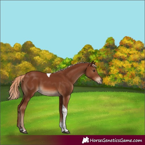 Horse Color:Chestnut Tobiano 