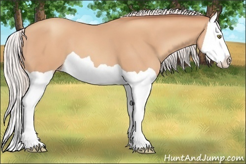 Horse Color:Silver Amber Champagne Splash