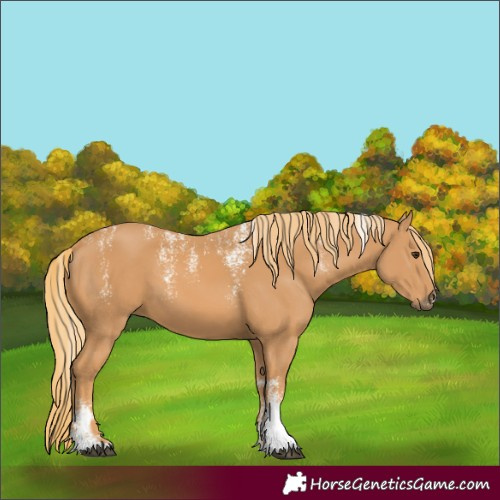 Horse Color:Powder White Chestnut 