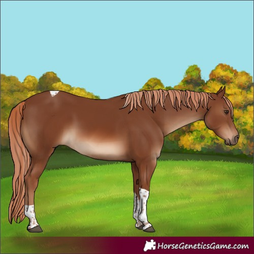 Horse Color:Unknown 