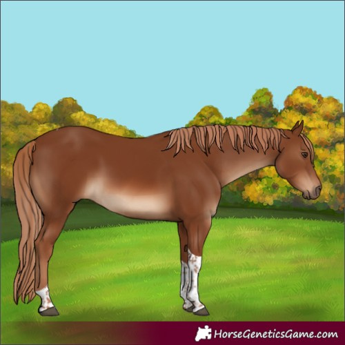 Horse Color:Chestnut Tobiano 