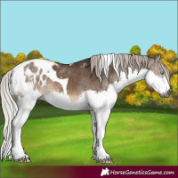 Horse Color:Gray Silver Bay Dun Splash Tobiano Blanket Rabicano Brindle 