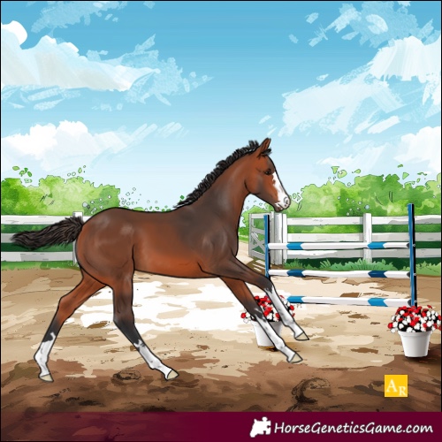 Horse Color:Bay 