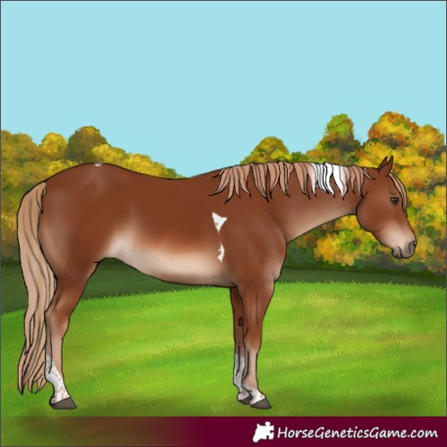 Horse Color:Chestnut Tobiano 