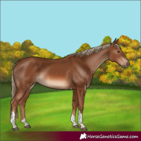 Horse Color:Chestnut Tobiano 