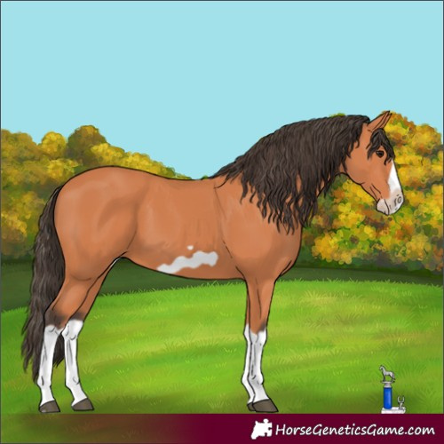 Horse Color:Bay Splash Frame 