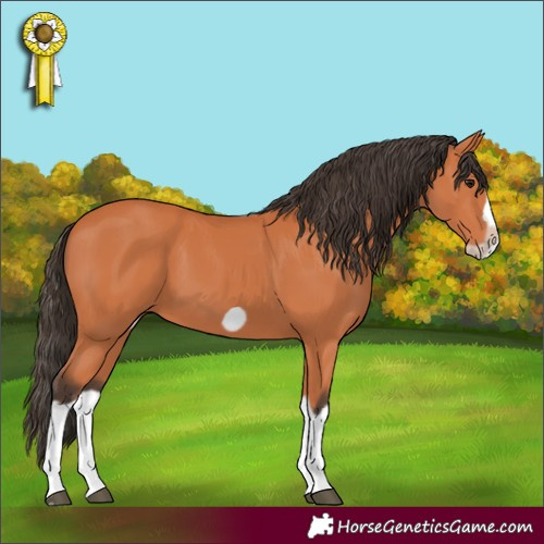 Horse Color:Bay Splash Frame 