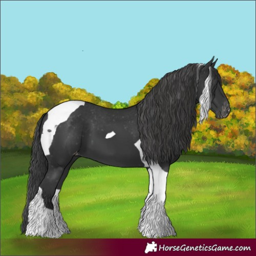 Horse Color:Black Tobiano Skewed Appaloosa 