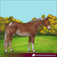 Horse Color:Chestnut Tobiano 